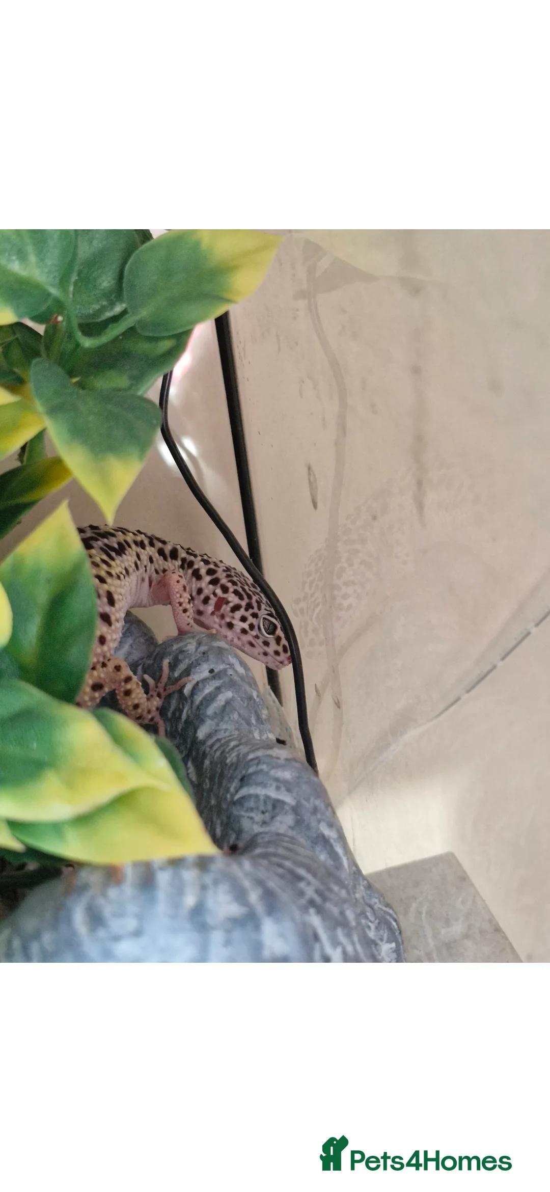 Leopard Gecko reptiles for sale: Leopard gecko - Advert 1