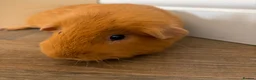 Guinea Pig rodents for sale: 2 x male guinea pigs  in Stourport-on-Severn - Advert 5