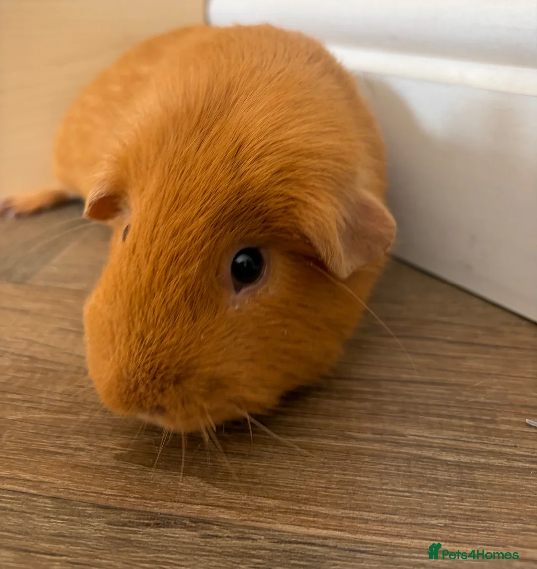 Guinea Pig rodents for sale: 2 x male guinea pigs  in Stourport-on-Severn - Advert 5