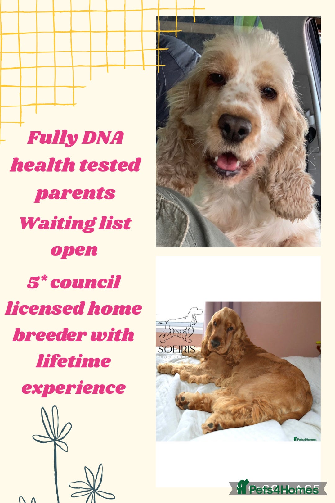 Cocker Spaniel dogs for sale: KC Registered Quality Show Type Cocker Puppies   - Image 16