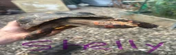 Tortoise reptiles for sale: Trio red footed tortoises - Advert 11