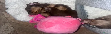 Miniature Dachshund 1