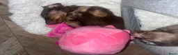 Miniature Dachshund dogs for sale: KC Miniature longhaired dachshunds for sale  - Advert 7