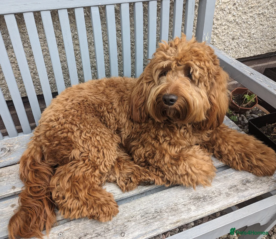 Cockapoo dogs for stud: 100% Proven F1 Fox Red Cockapoo, Stud only in Kirkcaldy - Advert 8