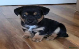 Jack Russell dogs for sale: Jack Russell Puppies - Image 1