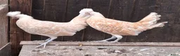 Chickens poultry for sale: Appenzella large fowl all female  - Advert 2