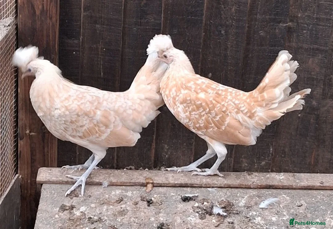 Chickens poultry for sale: Appenzella large fowl all female  - Advert 2