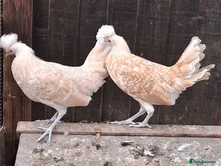 Chickens poultry Appenzella large fowl all female - Advert 2