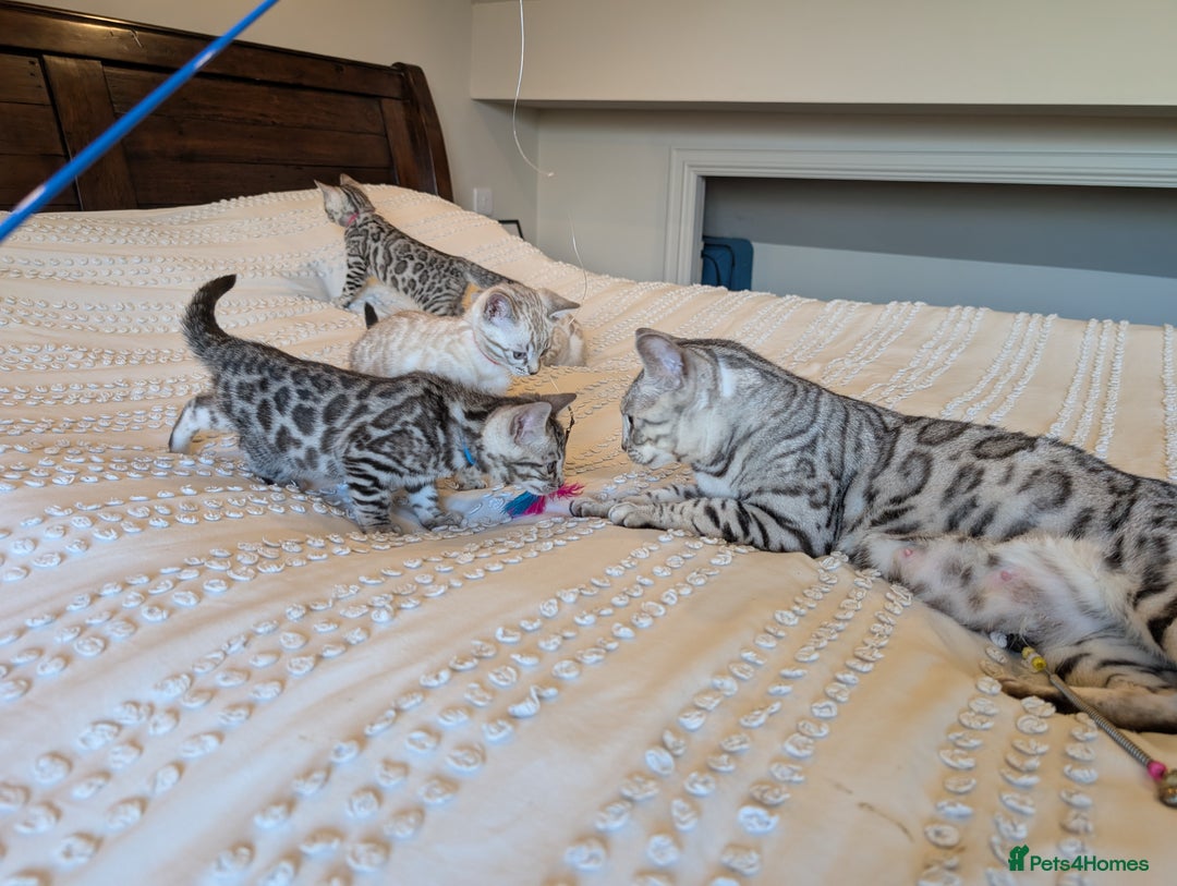 Bengal cats for sale: 🤍🩶🖤 Beautiful Bengal Kittens 🖤🩶🤍 - Image 28