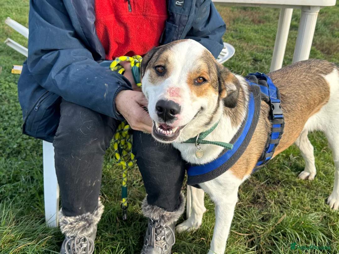 Mixed Breed dogs for adoption: Maya & Luca still waiting for you to see them 💔 - Advert 20