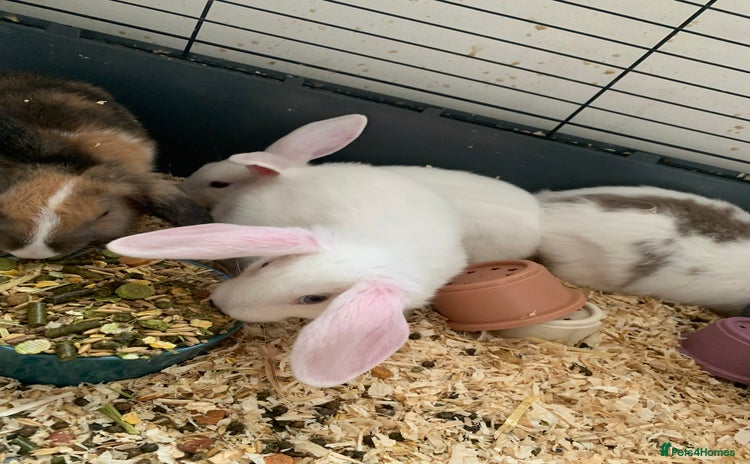 Mini Lop rabbits - Advert 11