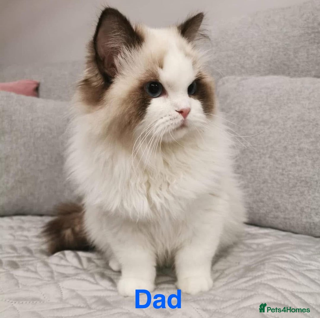 Ragdoll cats for sale: 🩷🐾Tica full Pedigree🐾EU Ragdoll 🐱🐾DNA Clear - Advert 3