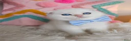 Scottish Fold cats for sale: ⭐️ Top Quality Scottish Fold Kittens ⭐️ - Advert 28