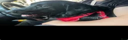 Labrador Retriever dogs for sale: Black Labrador retriever  in London - Advert 2