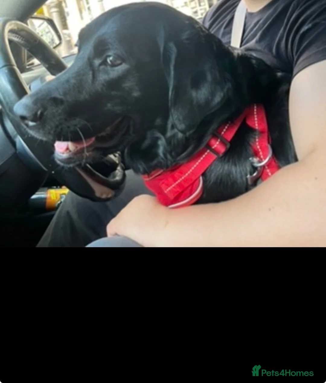 Labrador Retriever dogs for sale: Black Labrador retriever  in London - Advert 2