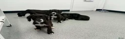 Mixed Breed dogs for sale: Boxer-Doodle • READY NOW - Advert 7