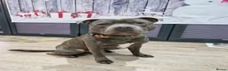 Staffordshire Bull Terrier dogs for stud: FOR STUD – Blue Staffordshire Bull Terrier. in Morecambe - Advert 12