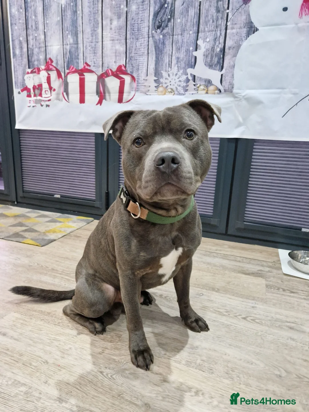 Staffordshire Bull Terrier dogs for stud: FOR STUD – Blue Staffordshire Bull Terrier. in Morecambe - Advert 12