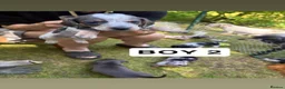 Miniature Dachshund dogs for sale: MINIATURE DACHSHUND PUPPIES in Leven - Advert 3