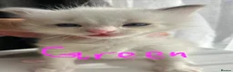 Ragdoll cats for sale: Pure ragdoll kittens sake London - Advert 35