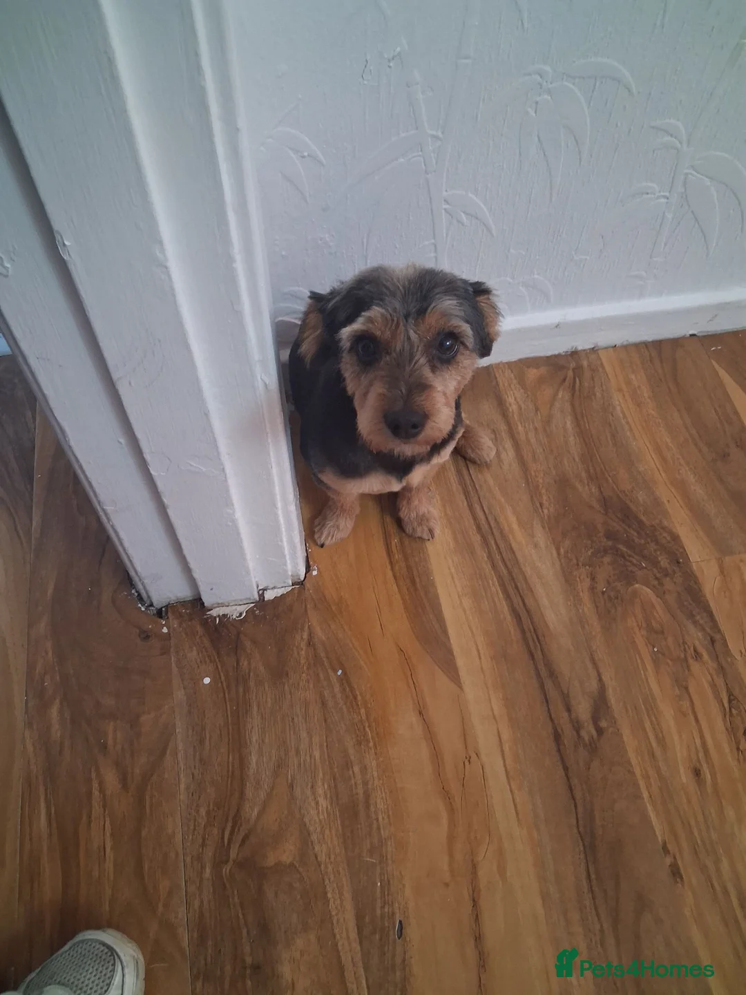 Yorkshire Terrier dogs for stud: Pets for stud in Peterborough - Advert 3