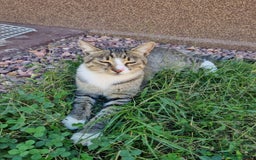 Mixed Breed cats for adoption: TOM a friendly & proud boy who needs a Loving Home - Advert 9