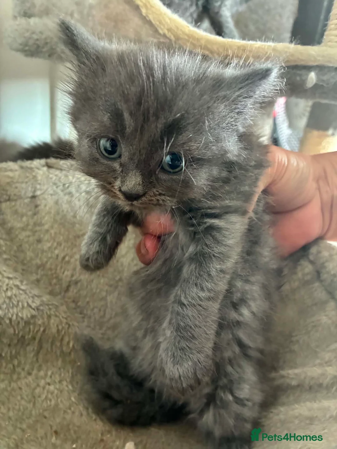 Mixed Breed cats for sale: Ragdoll x Turkish angora kittens - Advert 10