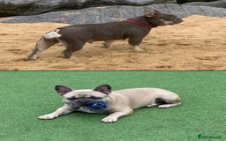French Bulldog dogs for sale: Our little Aida - new loving family home  - Image 14