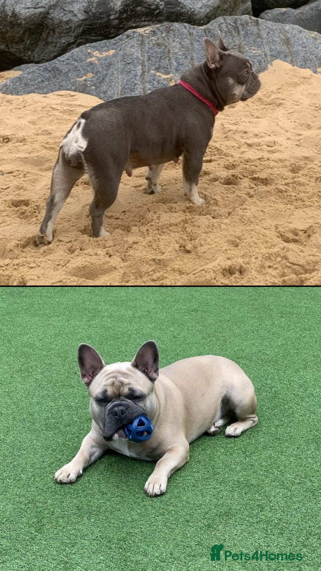 French Bulldog dogs for sale: Our little Aida - new loving family home  - Image 14