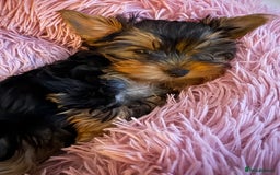 Yorkshire Terrier dogs for sale: Last girl looking for forever home 🥰 - Image 22