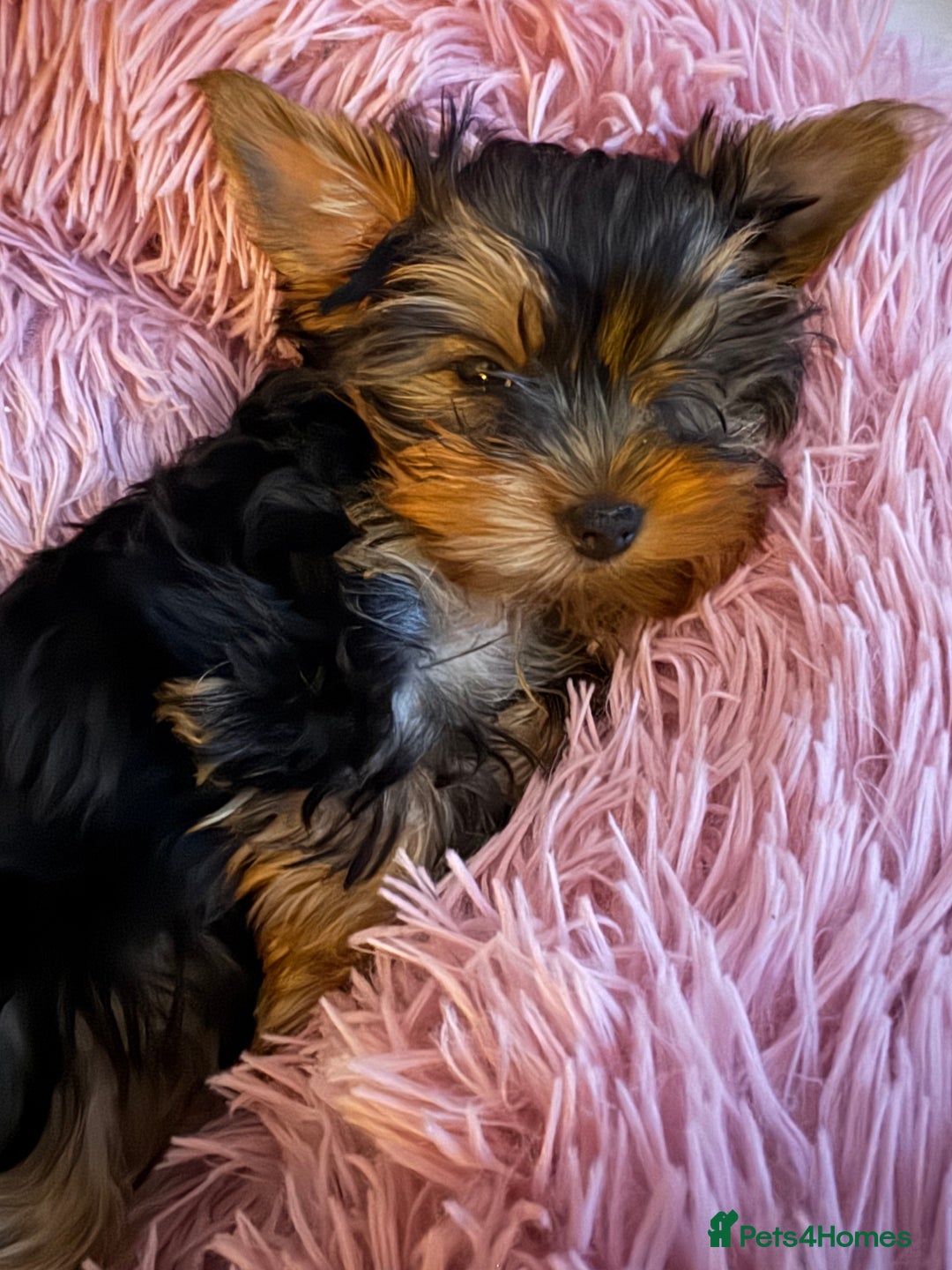 Yorkshire Terrier dogs for sale: Last girl looking for forever home 🥰 - Image 22