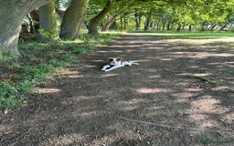 Border Collie dogs for sale: KC Reg Red Border Collie - Image 12