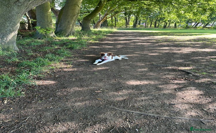 Border Collie dogs - Advert 11