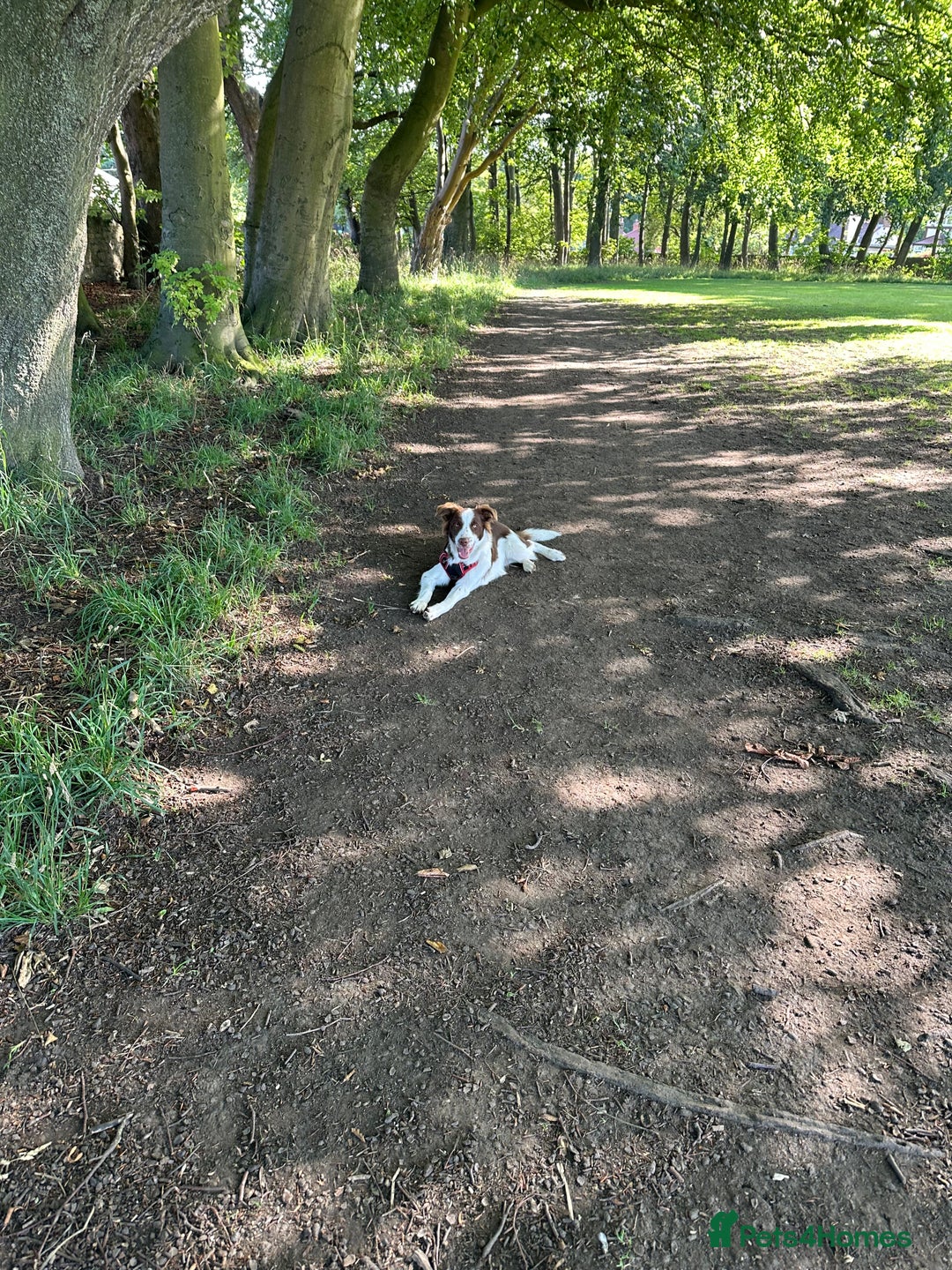 Border Collie dogs for sale: KC Reg Red Border Collie - Image 12