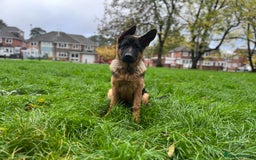 German Shepherd dogs for sale: German Shepherds looking for new homes  - Image 6