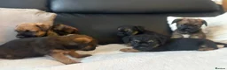 Border Terrier dogs for sale: BORDER TERRIER PUPPIES  in Willenhall - Advert 2