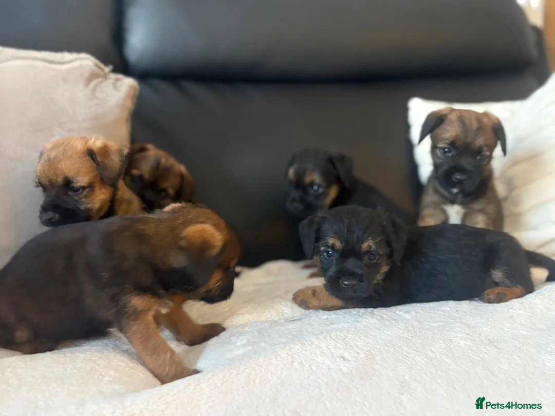 Border Terrier dogs for sale: BORDER TERRIER PUPPIES  in Willenhall - Advert 2