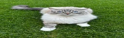 Ragdoll cats for sale: 2 male Ragolls for sale  in Basingstoke - Advert 6