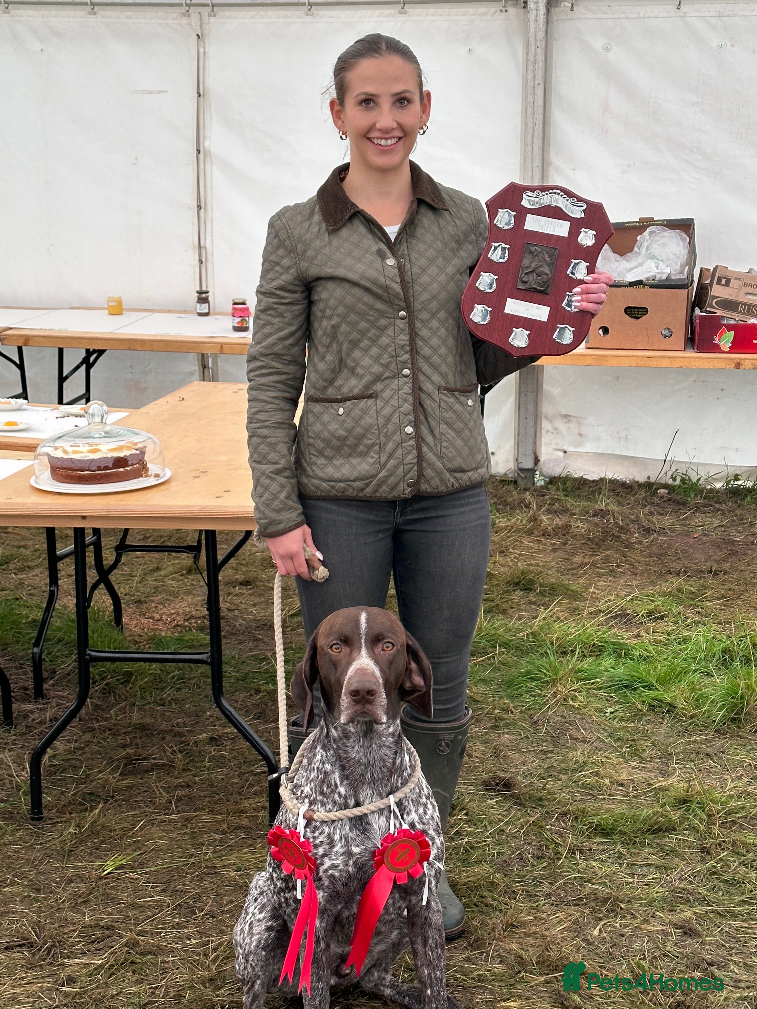 German Shorthaired Pointer dogs Experienced GSP Working Gundog STUD Twisted Embers in Ludlow - Advert 2