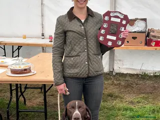 German Shorthaired Pointer dogs Experienced GSP Working Gundog STUD Twisted Embers in Ludlow - Advert 1