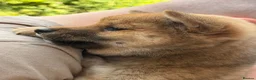 Japanese Shiba Inu dogs for sale: Health tested champion bloodline small size Shiba  - Advert 13