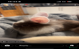 Lionhead rabbits for sale: Lion head baby rabbits  - Advert 1