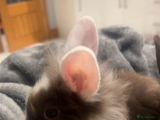 Lionhead rabbits Lion head baby rabbits - Advert 1