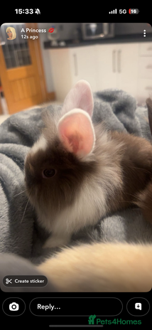 Lionhead rabbits Lion head baby rabbits - Advert 1