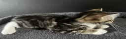 Mixed Breed cats for sale: Fluffy Kittens for sale - Advert 14