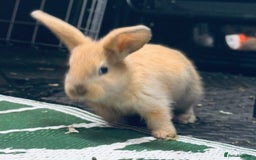 Mini Lop rabbits for sale: Mini Lops & H/LopxLion nearly7w Read description) - Image 16