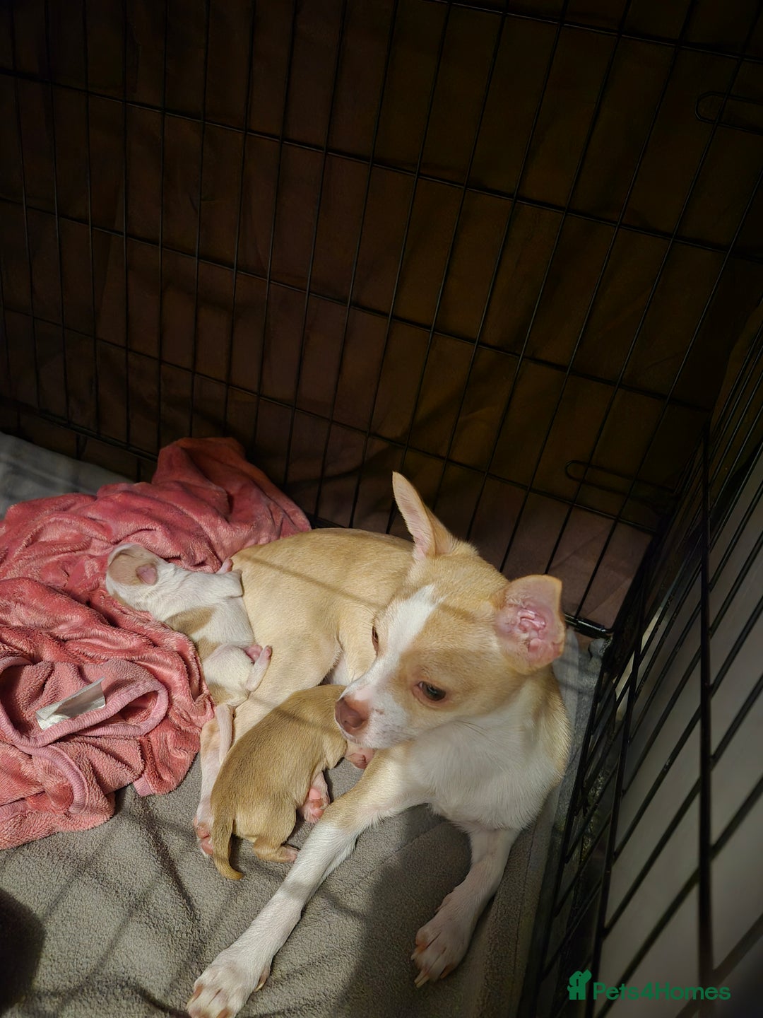 Chihuahua dogs for sale: 2 beautiful girl chihuahuas  - Advert 1