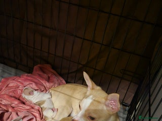 Chihuahua dogs 2 beautiful girl chihuahuas - Advert 10