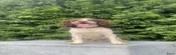 English Springer Spaniel dogs for sale: Pike, Springer Spaniel - Advert 7