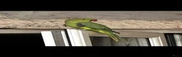 Ringnecks birds for sale: 2 Ringneck parrots 🦜  in Bristol - Advert 4